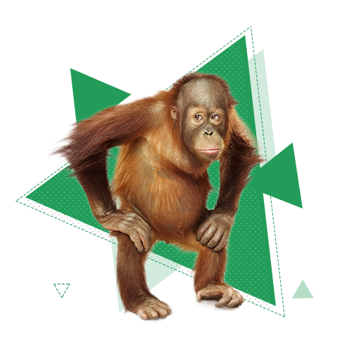 Поступить на профиль Нейробиология поведения человека и животных