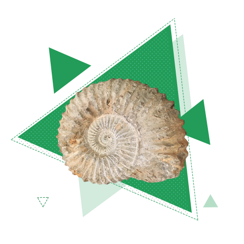 Экология и эволюция человека Экология и эволюция человека